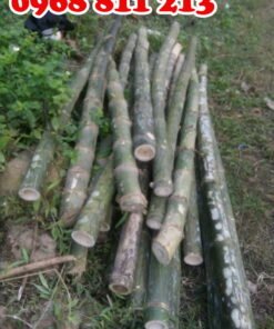 cọc tre gai thân gốc chắc khoẻ