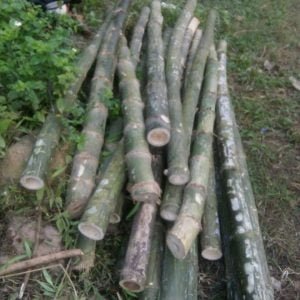 cọc tre gai thân gốc chắc khoẻ