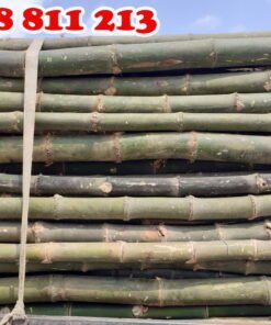 cọc tre gai thân gốc chất lượng