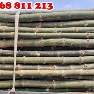 cọc tre gai thân gốc chất lượng