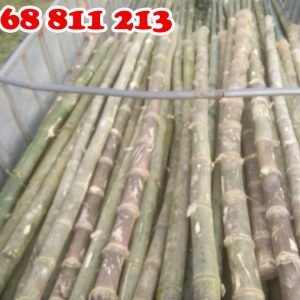 cọc tre gai thân gốc chất lượng tại coctre88