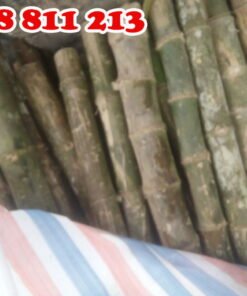 cọc tre gai thân gốc giá rẻ