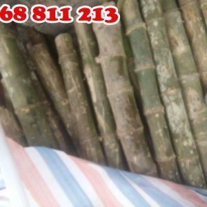 cọc tre gai thân gốc giá rẻ