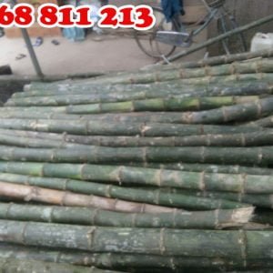 cọc tre gai thân gốc loại tốt