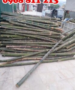 cọc tre gai thân gốc tươi 100%