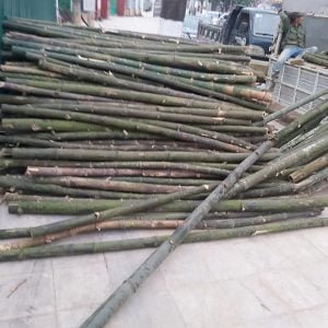 cọc tre gai thân gốc tươi 100%