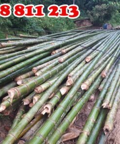 cọc tre luồng dài nguyên gốc