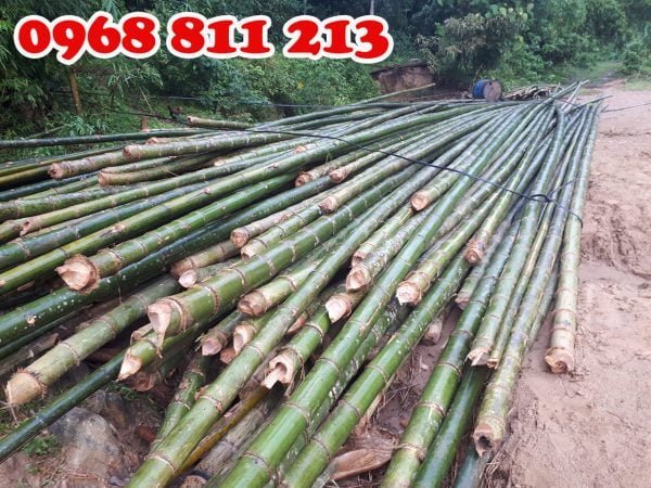 cọc tre luồng dài nguyên gốc