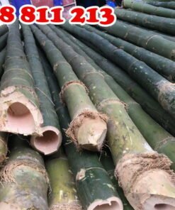 cọc tre nguyên gốc chất lượng