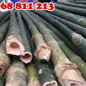 cọc tre nguyên gốc chất lượng