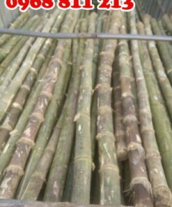 khai thác cọc tre gai thân gốc tươi