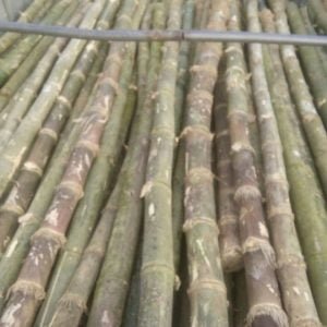 khai thác cọc tre gai thân gốc tươi